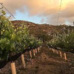 Poco Montana Vineyards 1.JPG