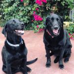 Lucy and Rosie, Winery Dogs