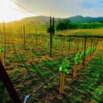Scenic Valley Ranch Vineyard