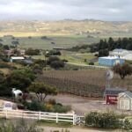 vineyard from steve.jpg