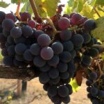 Poco Montana Vineyards 6.JPG