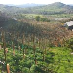 zxq vineyards.jpg