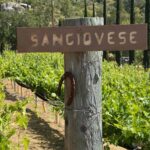 Poco Montana Vineyards 2.jpg