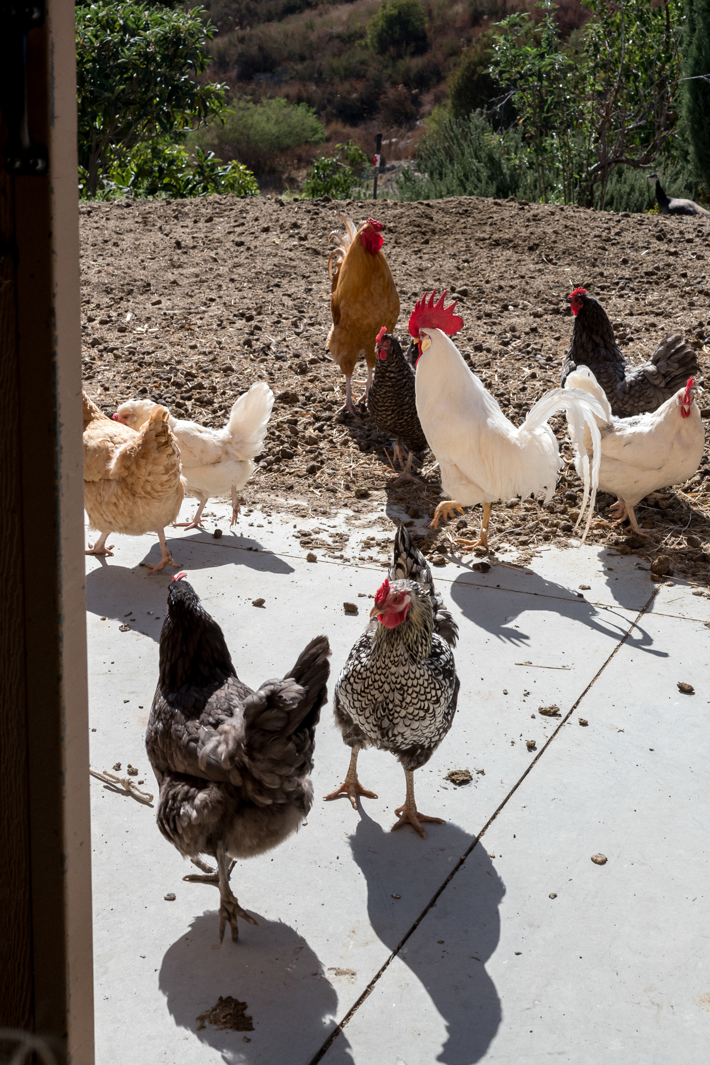 674e3eefea9edc4fd8d78cf1 674e3d81f1cd8acd0ba75c8a Edible RRW 10.24 34 WEB