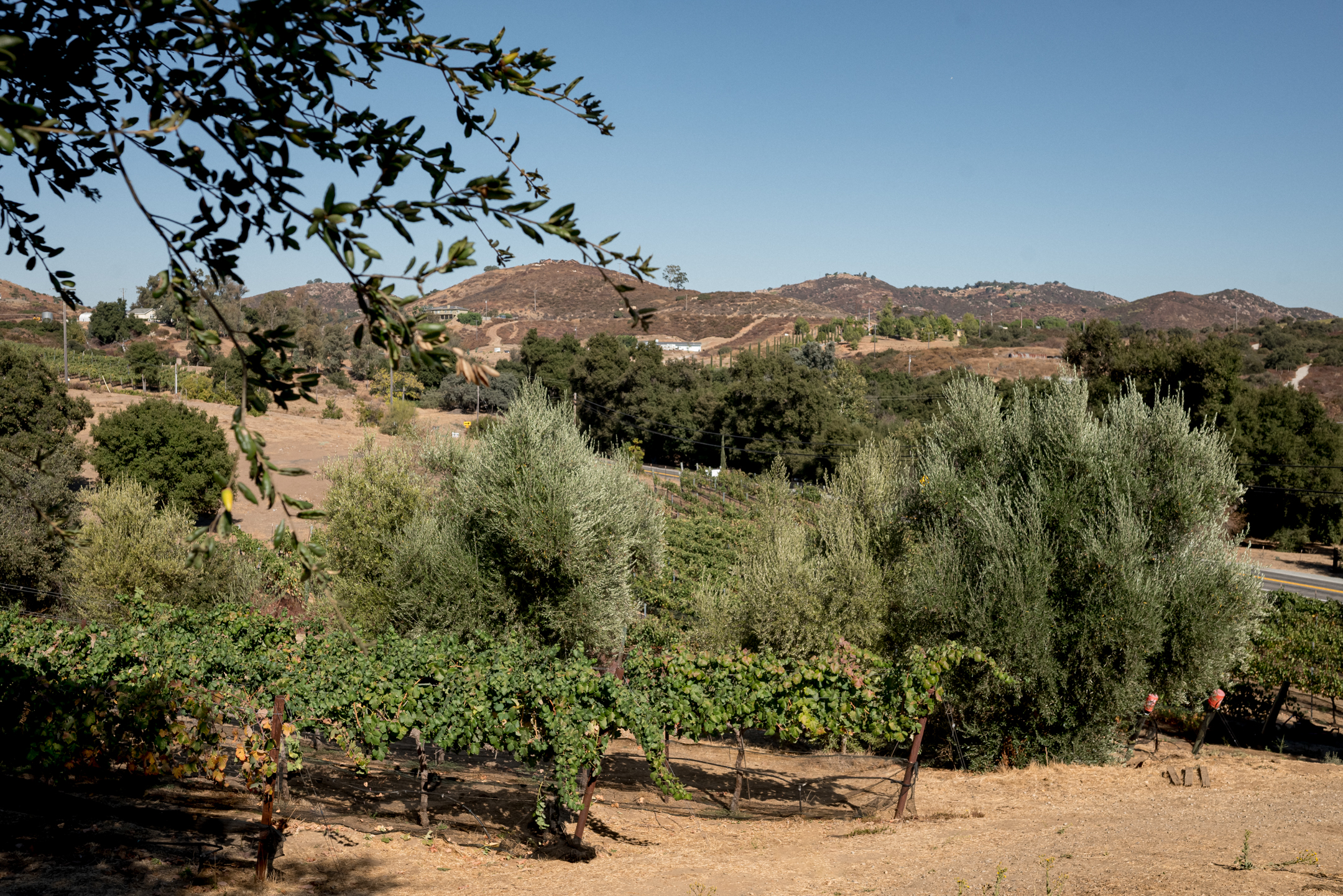 674e3eefea9edc4fd8d78d11 674e3af8474fac026c3c0060 Edible RRW 10.24 01 WEB