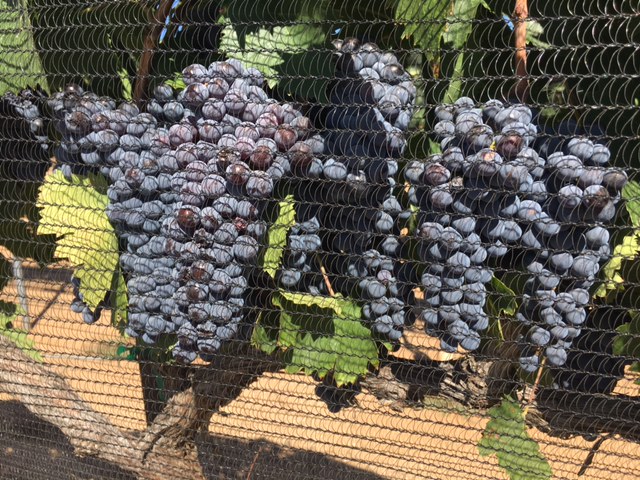 0a6d77ca08eaea2658ebff04c21bca64