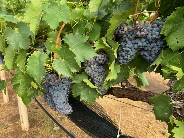 bae8cd6e88cabb90c1fbb325194aea95