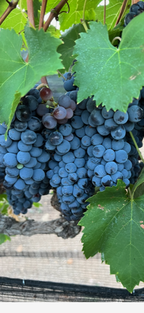 c04dafc052fd10766f6ccc49a881e5ca