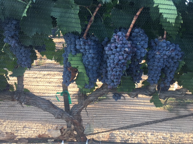 eb097768bf7cc1a440274916f1392f0d