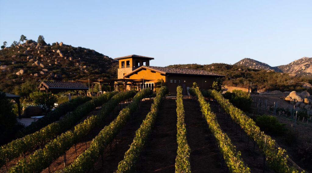 Trevi Hills Vineyard scaled