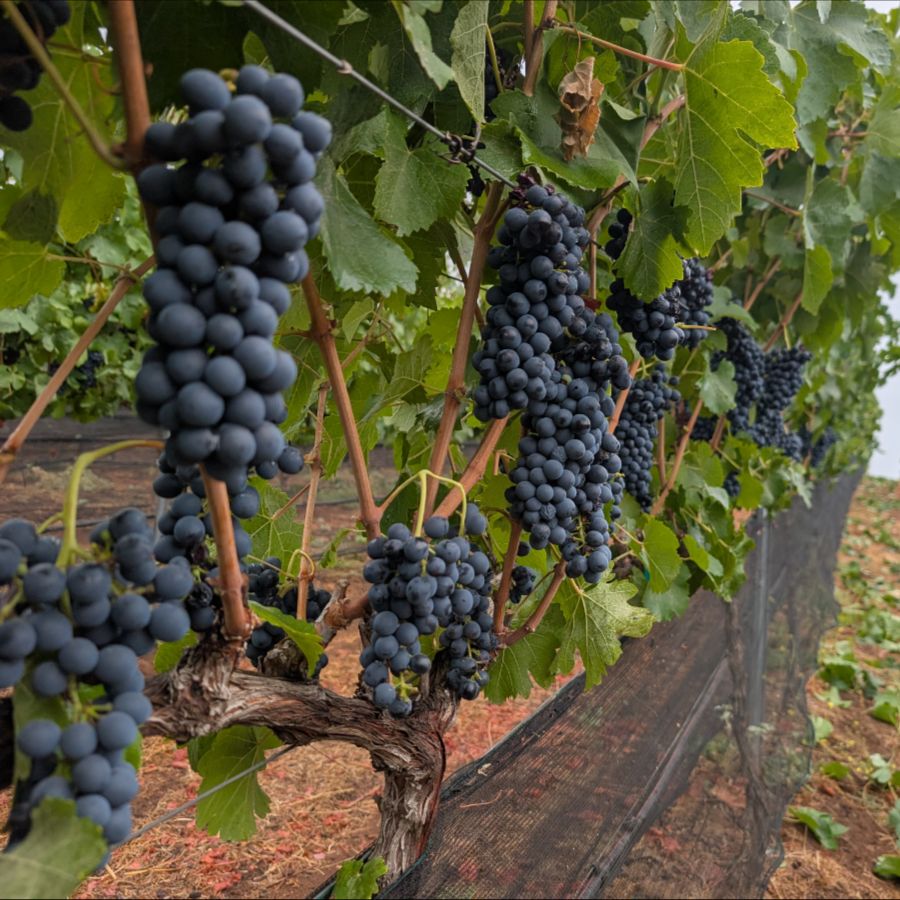 Our Vineyard 2